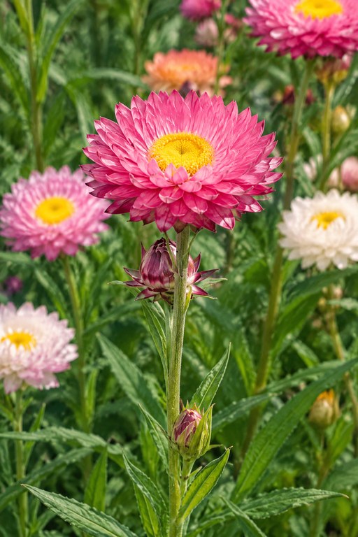 Nærbillede af en pink, papiragtig Helipterum-blomst med gul midte og grøn stængel