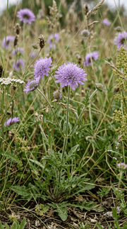 Enkeblomster frø