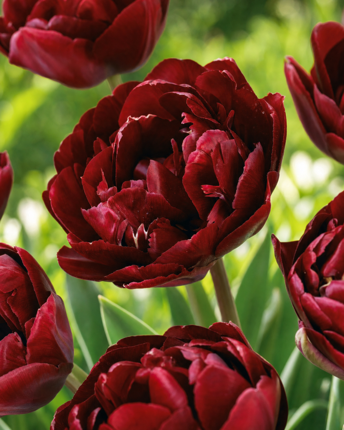 Tulipan 'Uncle Tom' 11/12 cm
