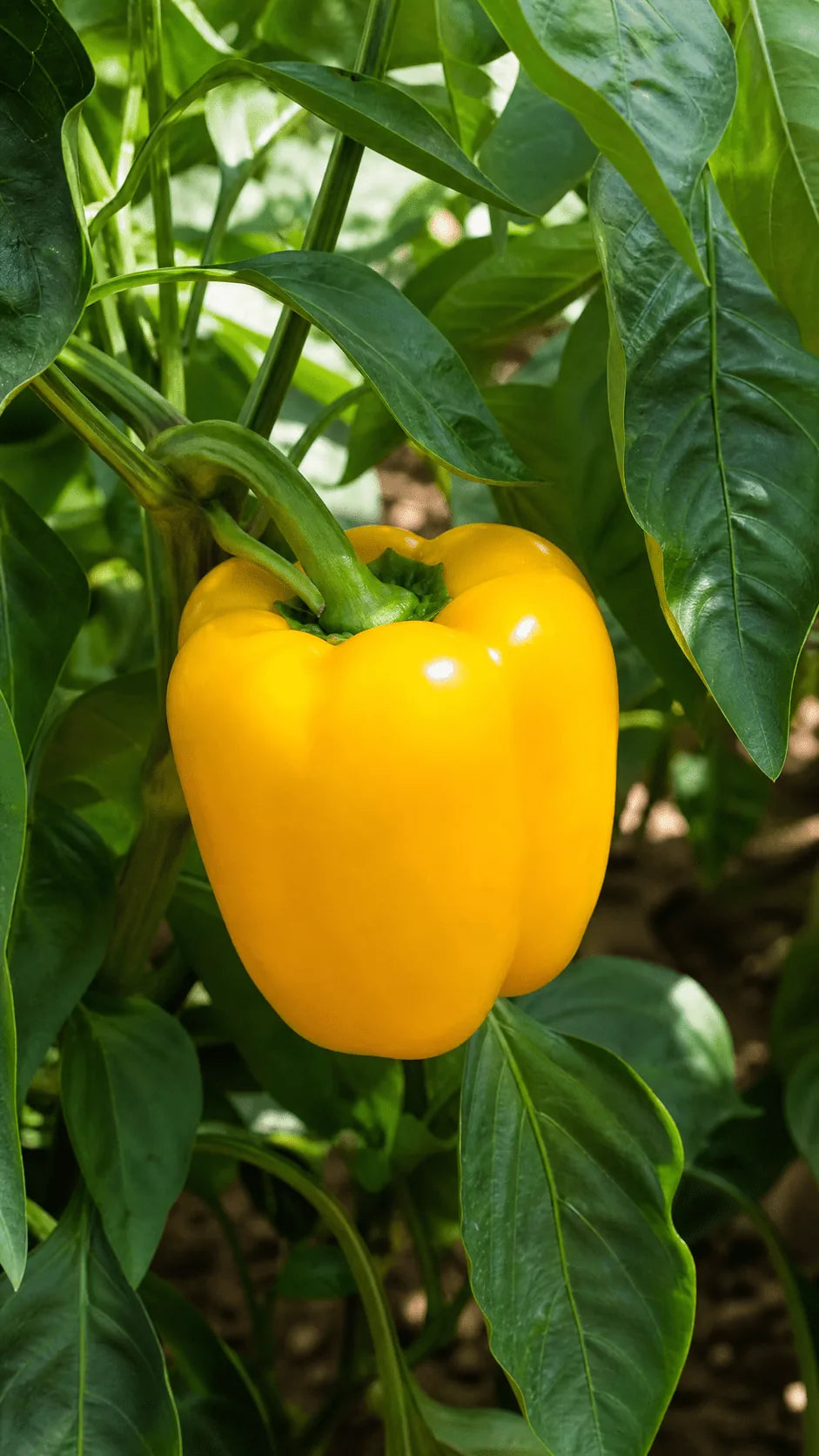 Peberfrugt 'Yellow California Wonder' frø – foto af grøntsagsplanten