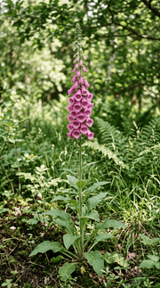 Fingerbøl blomst fra frø