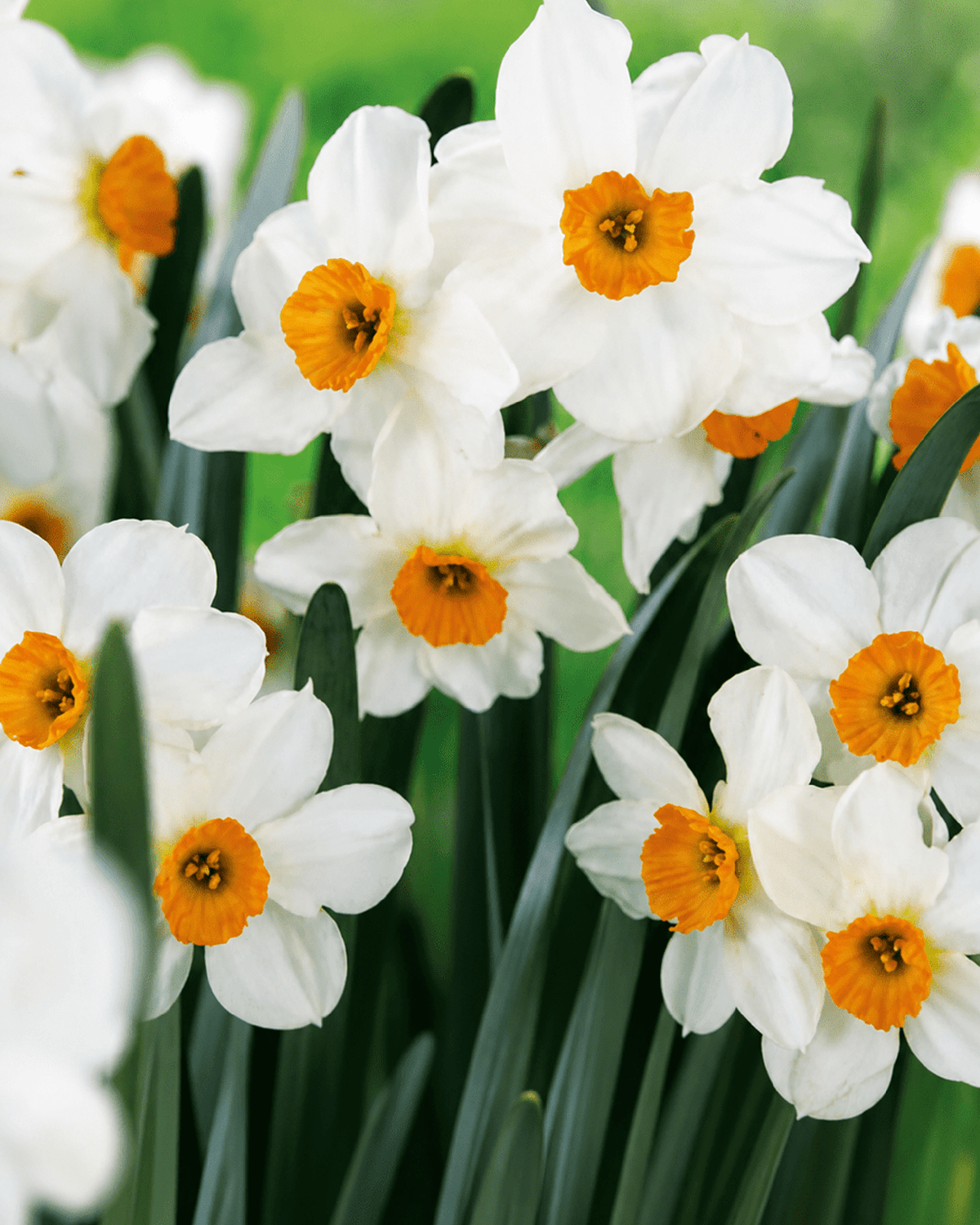Narcissus Geranium med hvide blomster og orange kroner i haven