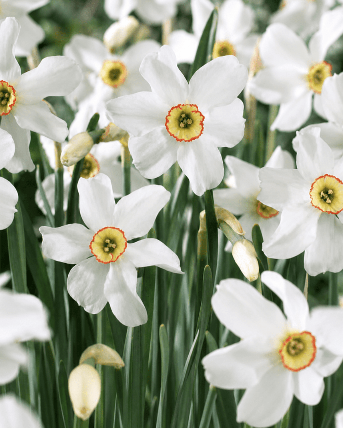 Narcissus Recurvus med hvide blomster og gul krone i haven