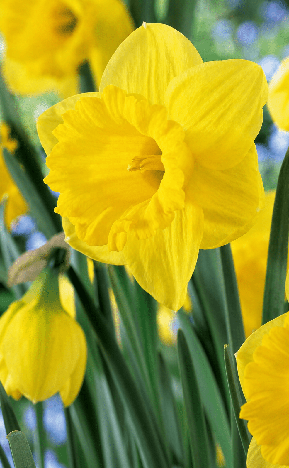 Narcissus Dutch Master gul narcisse blomsterløg detalje