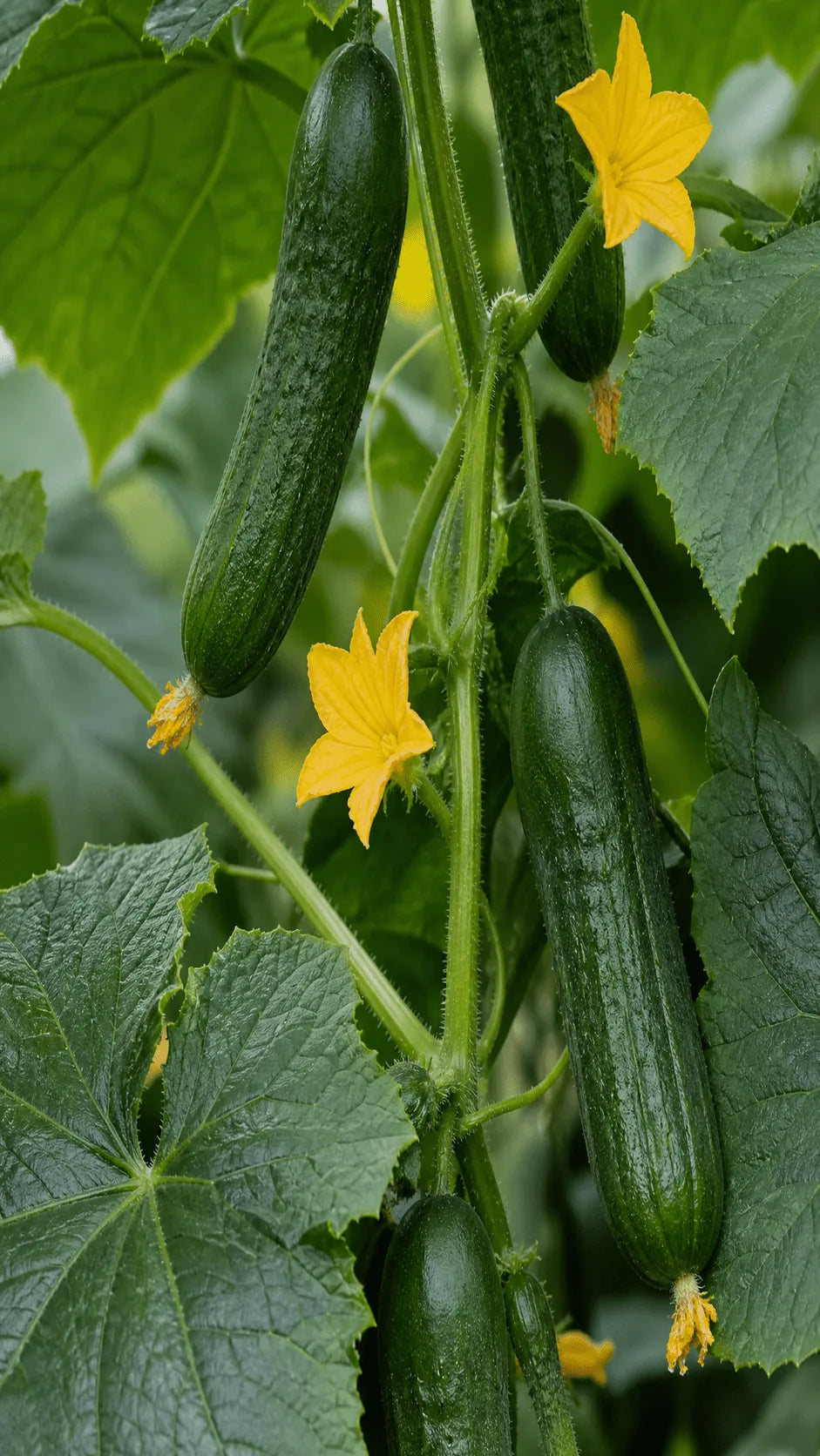 Agurk Picolino frø – foto af agurkplanten