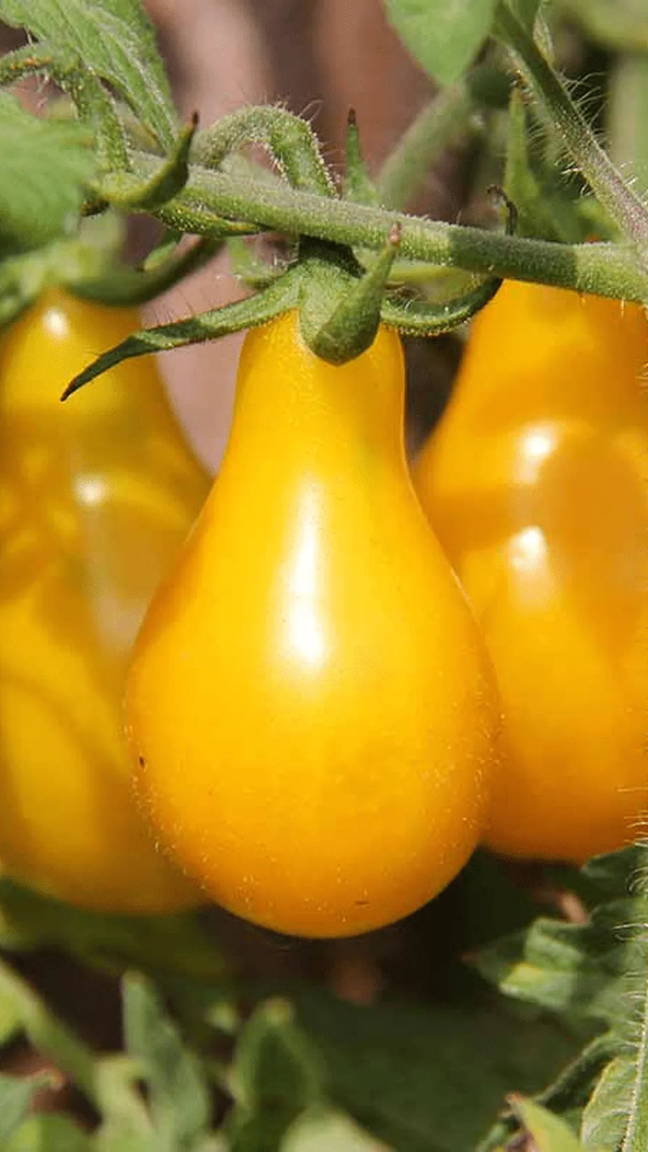 Cherrytomat 'Yellow Pearshaped' frø – foto af grøntsagsplanten