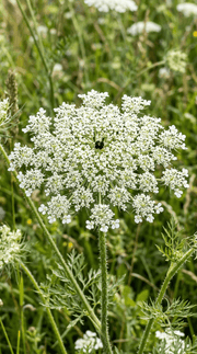 Gulerodsblomster frø
