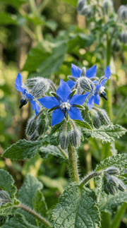 Hjulkrone frø