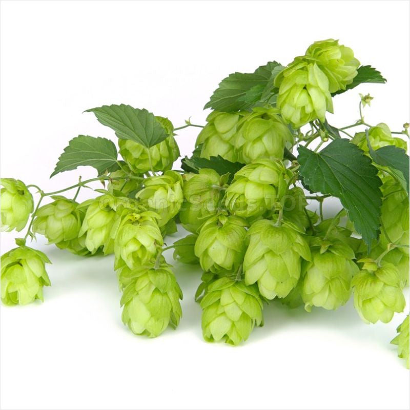 Humle - Humulus lupulus - Økologiske frø