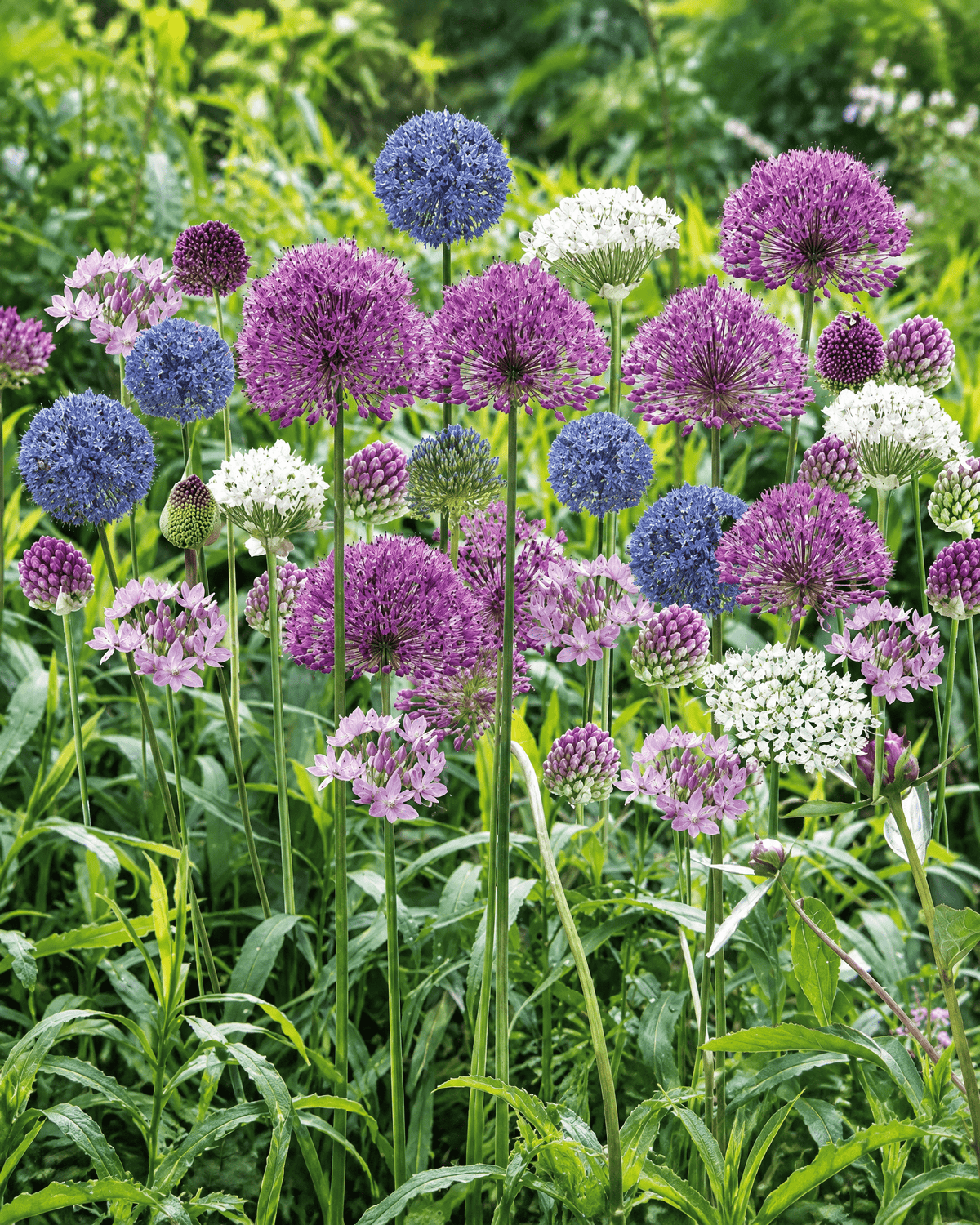 Allium Bee Paradise med lilla, blå, hvide og pink blomsterkugler