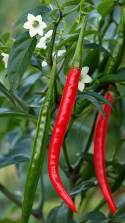 Chili 'Cayenne Long Slim' frø – foto af grøntsagsplanten
