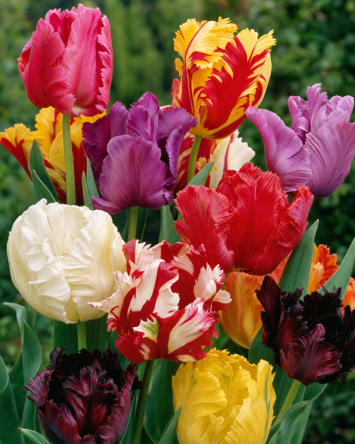 Papegøje-tulipan, udvalgt blanding 11/12 cm