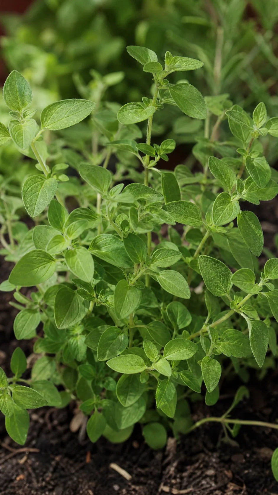 Oregano fra tæt vinkel