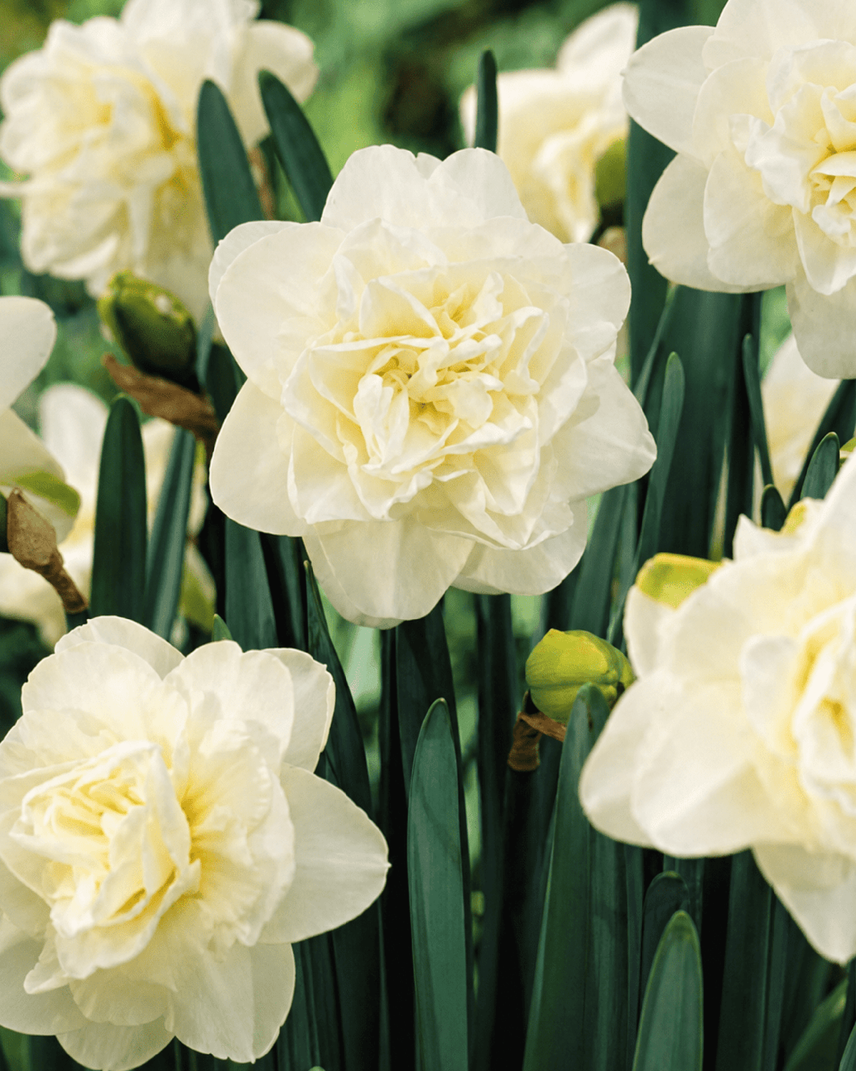 Hvide fyldte narcisser med grønne blade i blomst