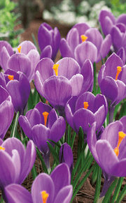 Lilla krokus blomster med orange stovdragere, storblomstrende forårsblomsterløg