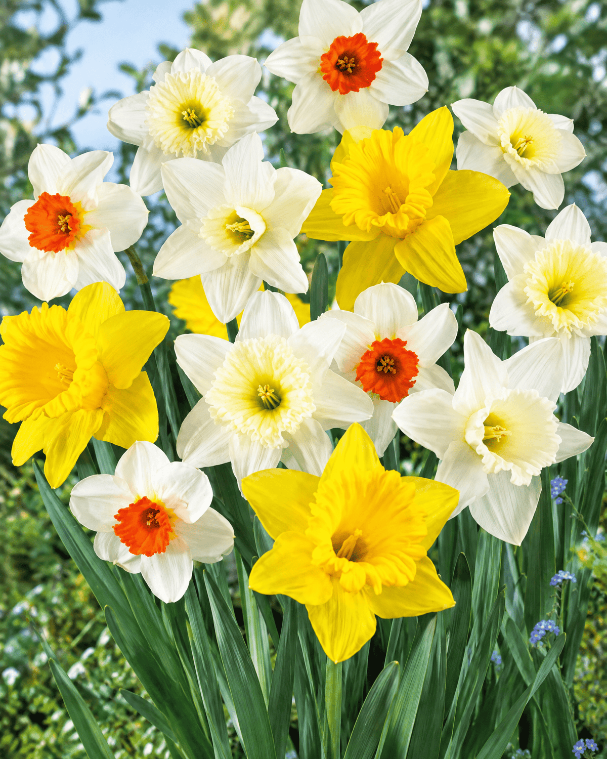 Gule og hvide narcisser i blomst med orange kroner og grønne blade