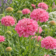 Laksrosa enkeblomst ‘Salmon Queen’ med fyldige blomster og knopper i en solrig have
