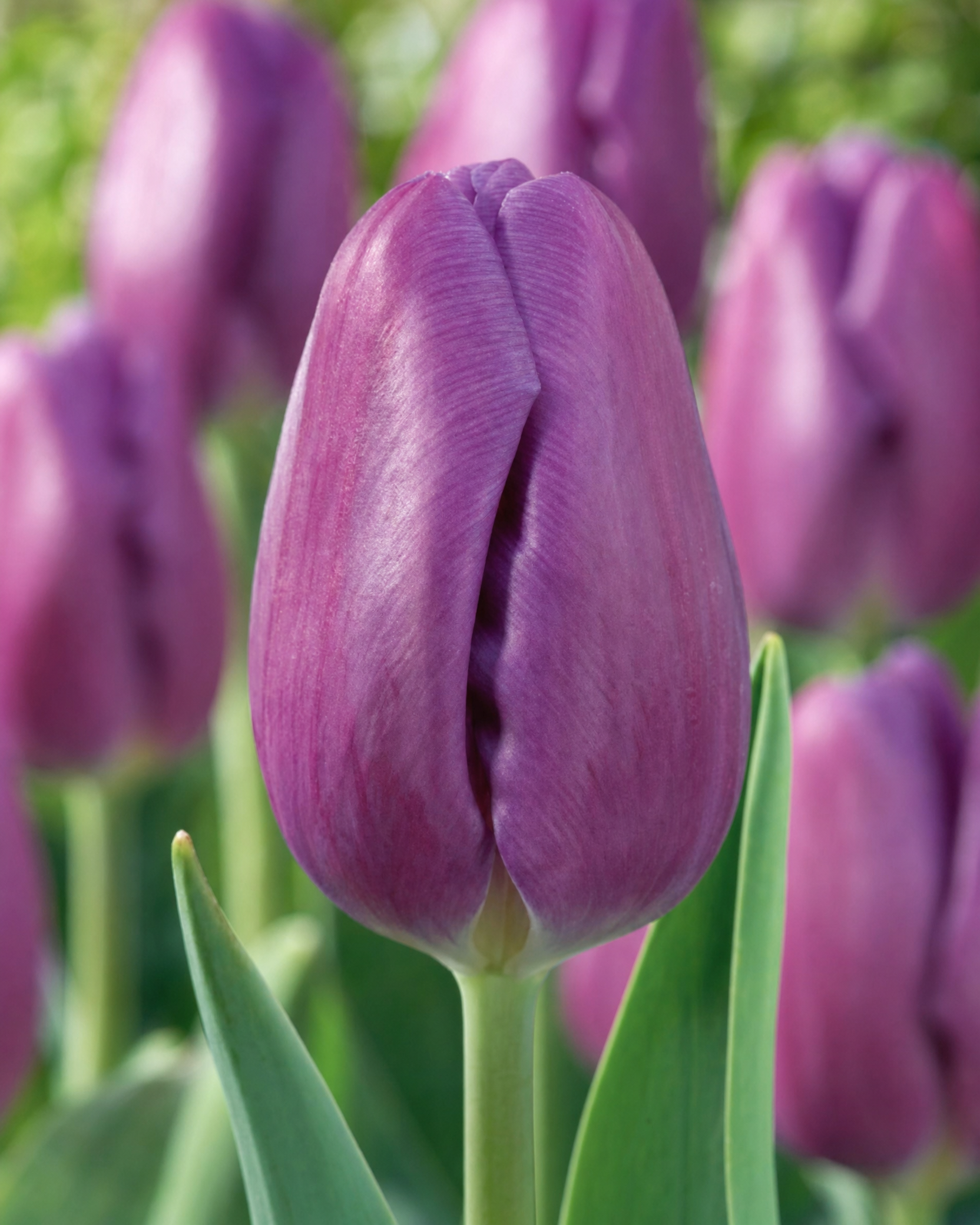 Tulipan 'Purple Rain' 11/12 cm