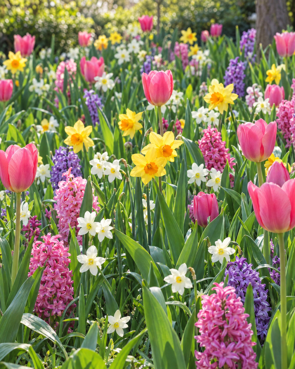 Blomstertæppe Solena med rosa tulipaner, gule og hvide narcisser samt rosa og lilla hyacinter