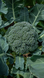 Broccoli 'Calabrese Natalino' frø – foto af kålplanten