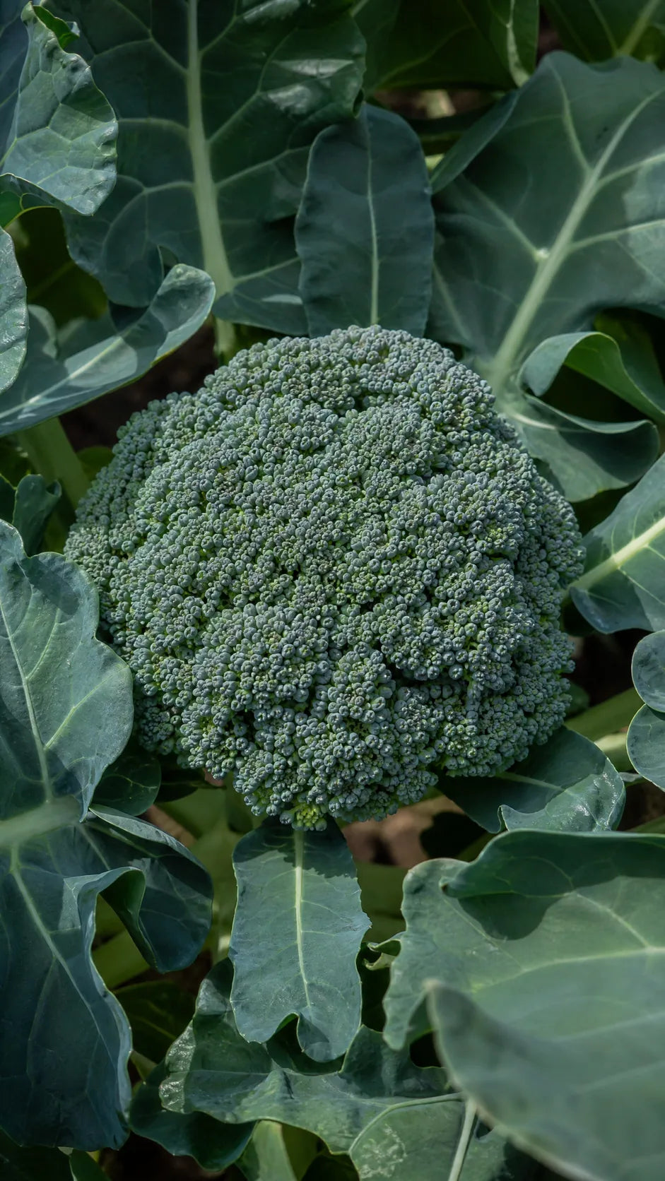Broccoli 'Calabrese Natalino' frø – foto af kålplanten