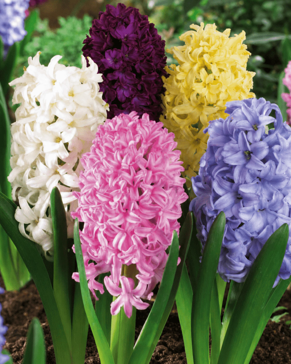 Hyacinter i hvid, pink og lilla i blomst