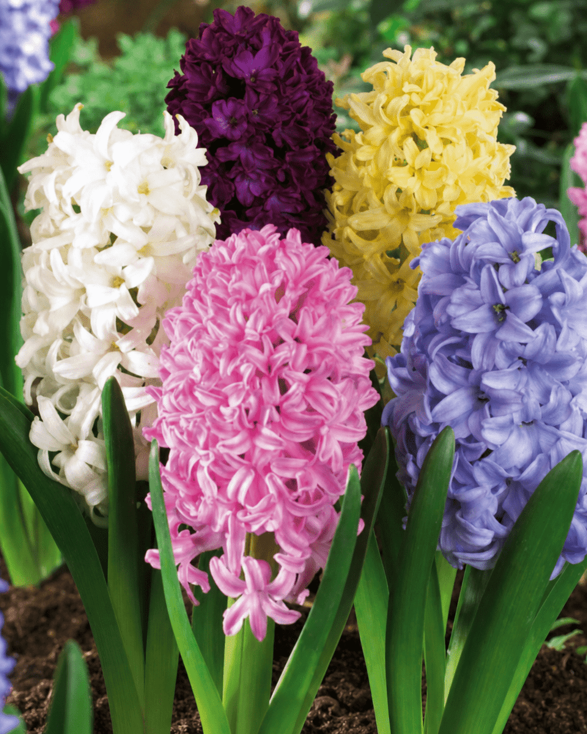 Hyacinter i hvid, pink og lilla i blomst