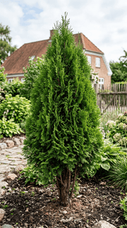 Kinesisk Thuja frø