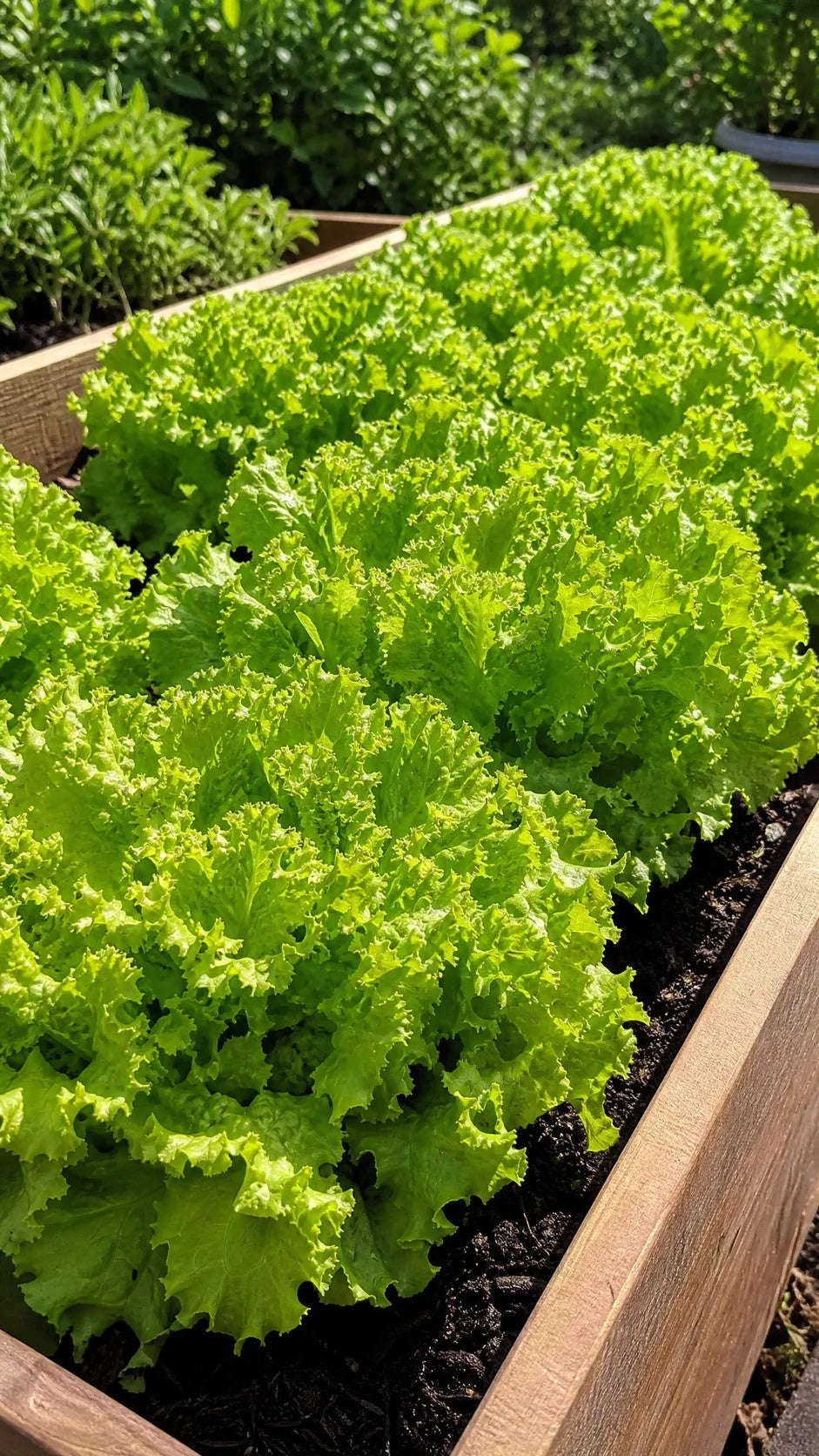 Pluksalat 'Bionda a foglia riccia' frø – foto af grøntsagsplanten