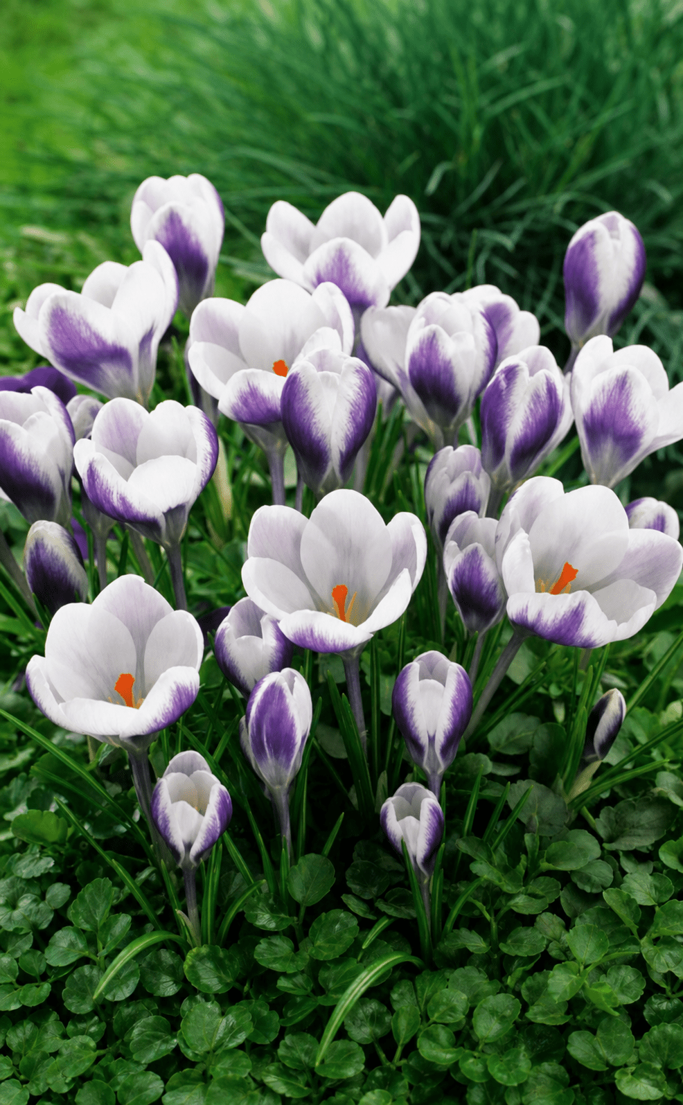 Hvide krokus med lilla striber og orange støvdragere, blomsterløg til forårsbeplantning
