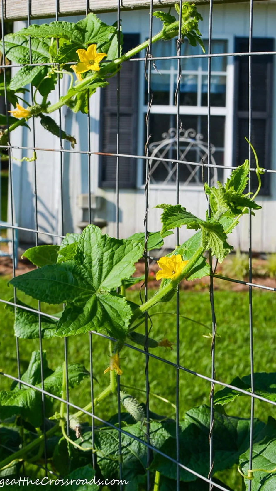 Agurk Hokus frø – foto af agurkplanten