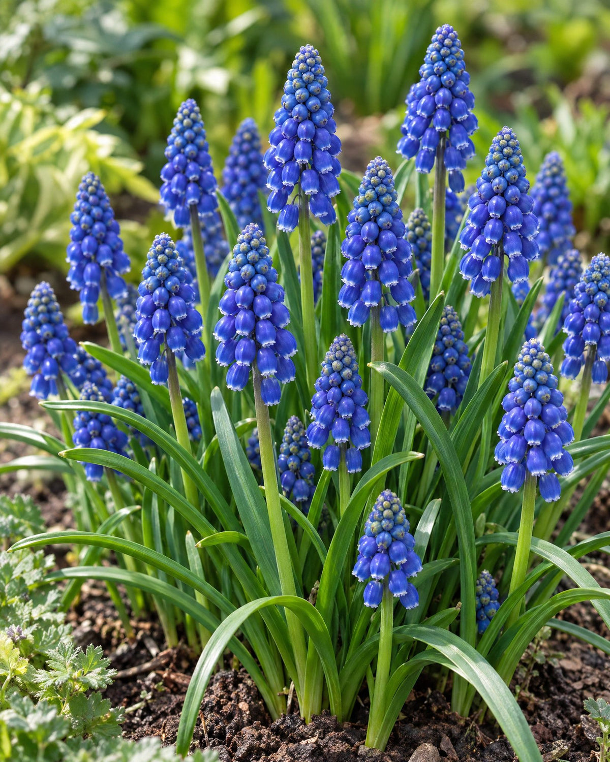 Koboltblå perlehyacinter i blomst