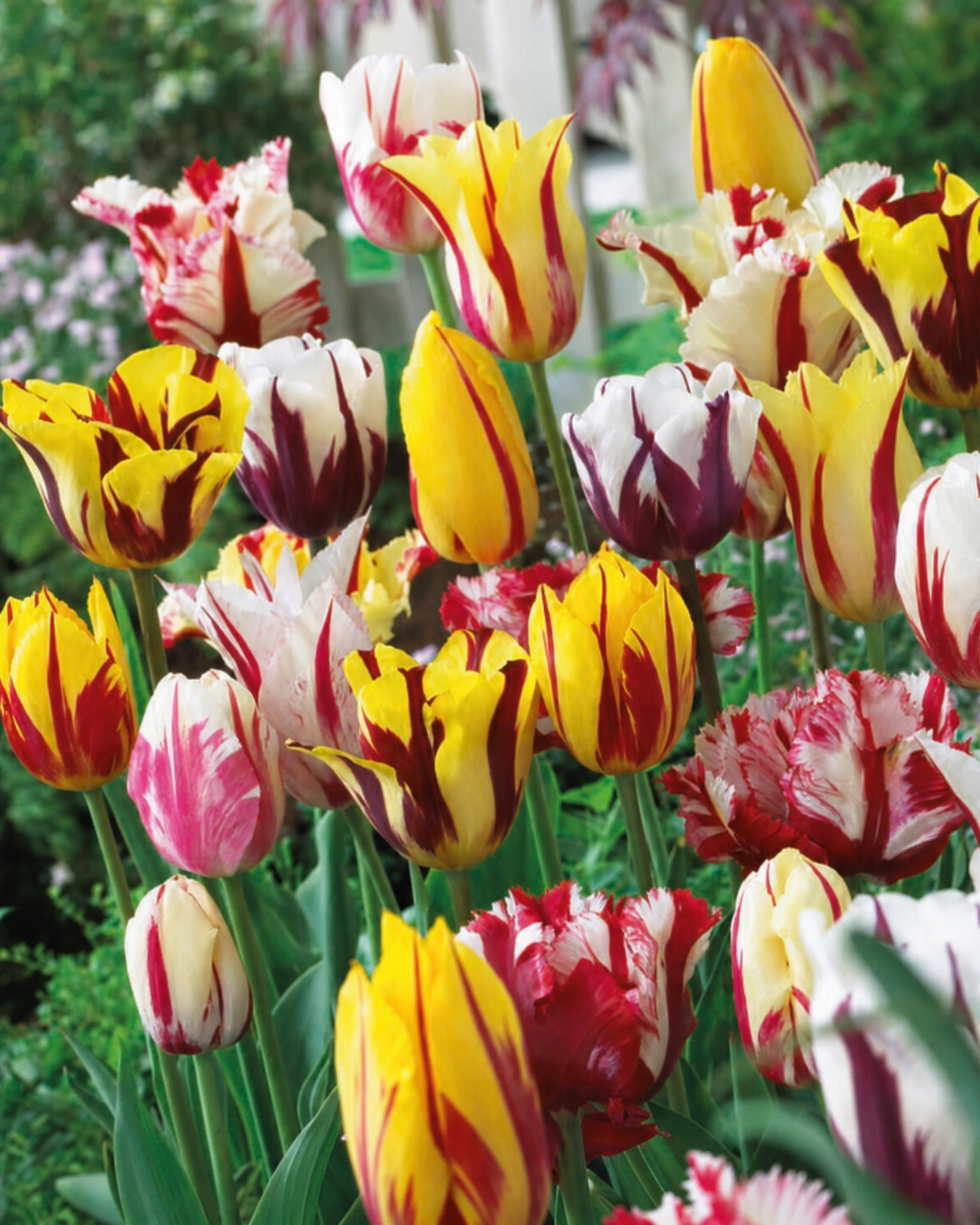 Pakke med 8 Rembrandt-tulipanløg, flerfarvede forårsblomsterløg til haven