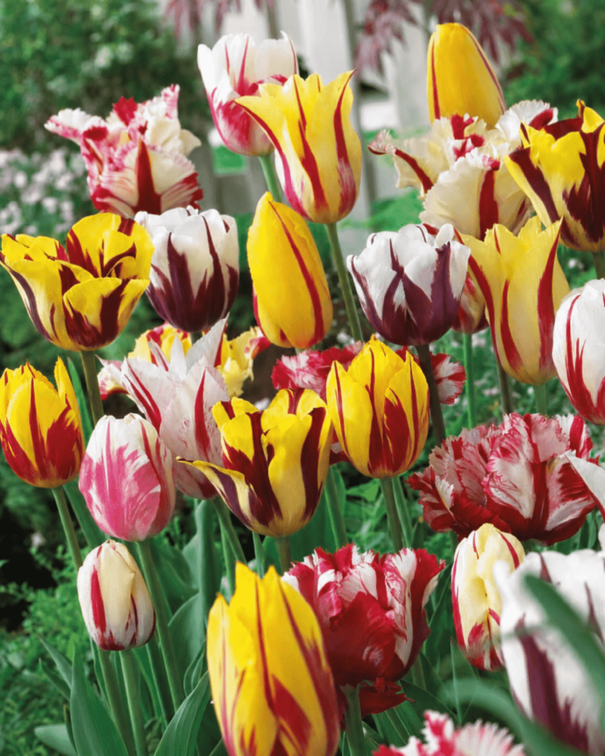 Pakke med 8 Rembrandt-tulipanløg, flerfarvede forårsblomsterløg til haven