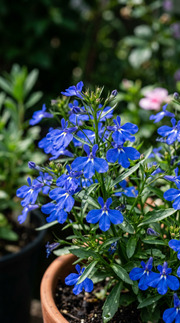 Lobelia frø