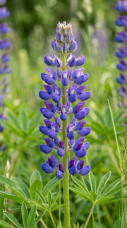 Lupin frø