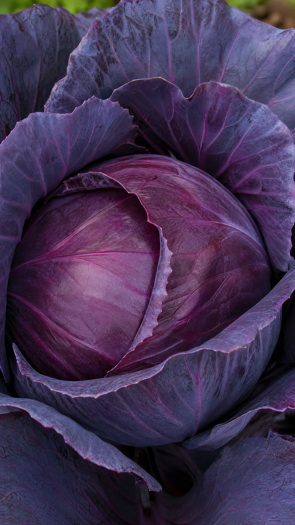 Rødkål 'Klimaro' F1 frø – foto af kålplanten