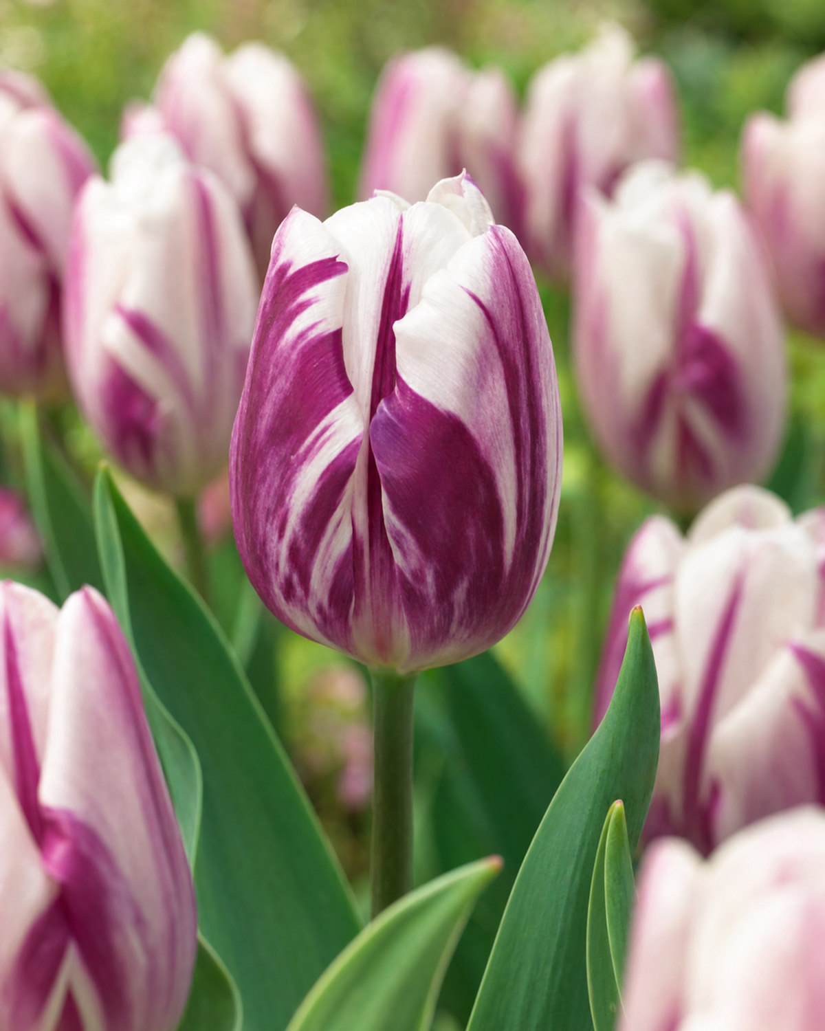 Tulipan 'Flaming Flag' 11/12 cm
