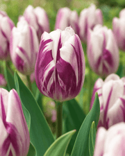 Tulipan 'Flaming Flag' blomst med hvide og magenta striber