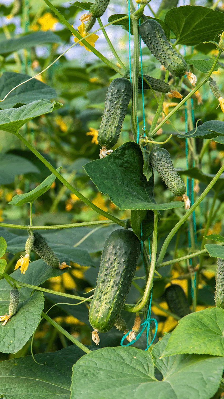 Agurk Vorgebirgstrauben frø – foto af agurkplanten