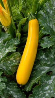 Squash 'Yellowfin' F1 frø – foto af grøntsagsplanten