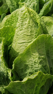Spidskål 'Filderkraut' frø – foto af kålplanten