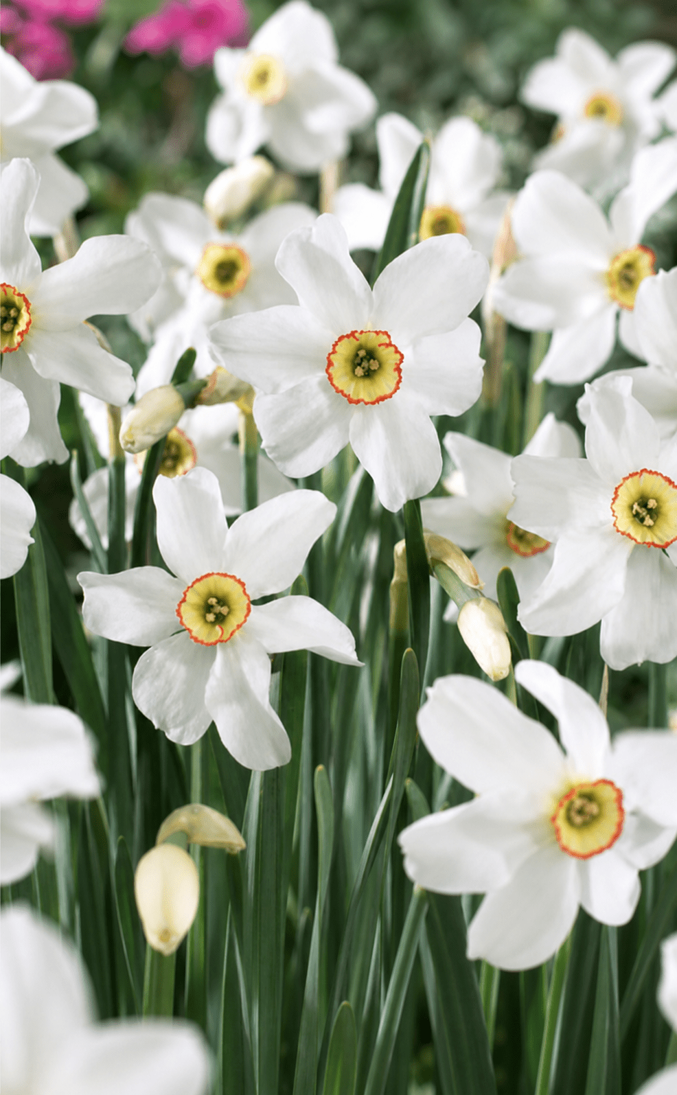 Narcissus Recurvus blomsterløg med hvide kronblade og gul krone