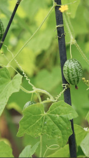 Miniagurk Jungleagurk frø – foto af agurkplanten