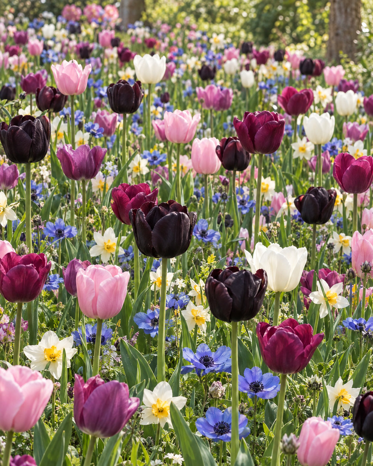 Blomstertæppe Liora med tulipaner, anemoner og narcisser i rosa, lilla, hvid og bordeaux