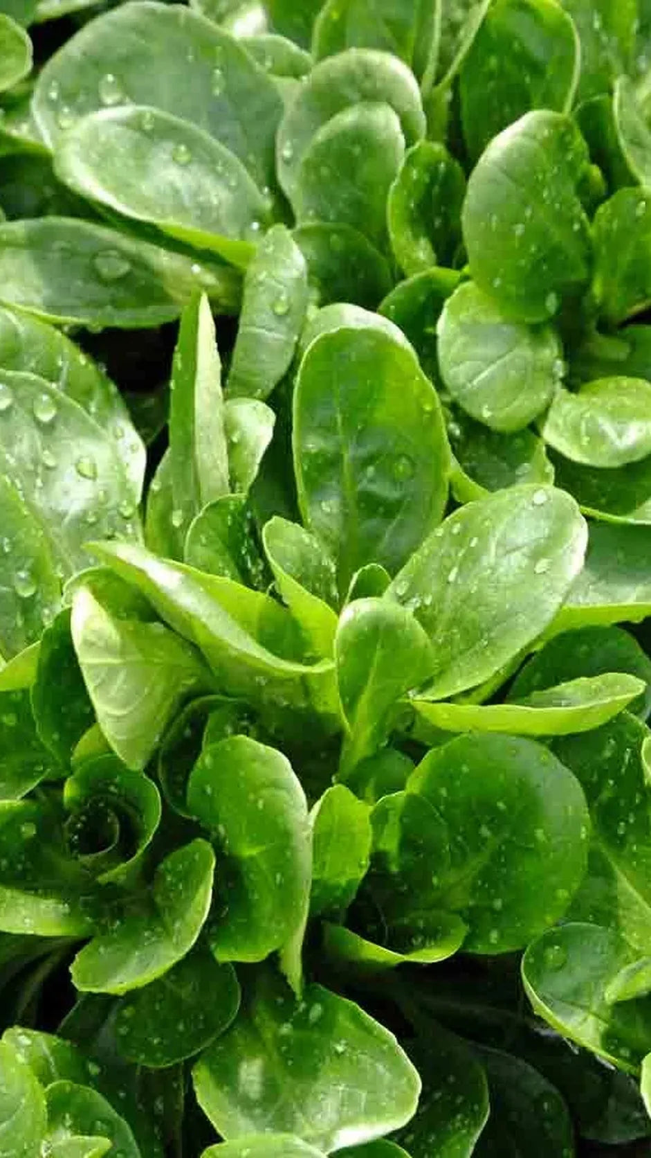 Vårsalat 'Vit' frø – foto af grøntsagsplanten