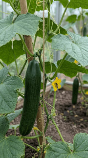 Agurk Euphoria / Laureen frø – foto af agurkplanten