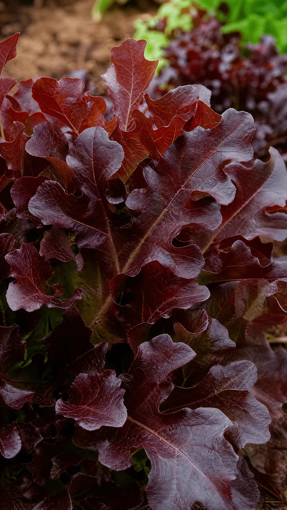 Pluksalat 'Red Salad Bowl' frø – foto af grøntsagsplanten
