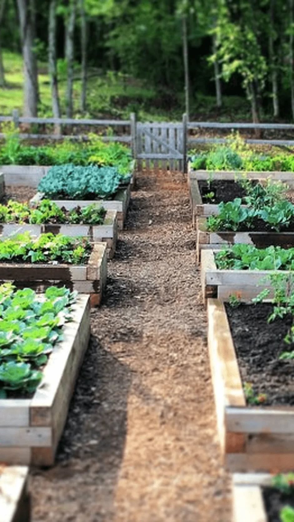 Agurk Sonja frø – foto af agurkplanten