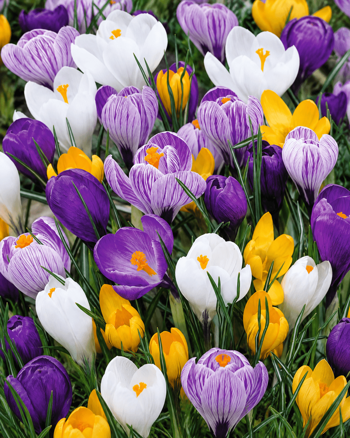 Lilla, hvide og gule krokus i blomst med grønne blade
